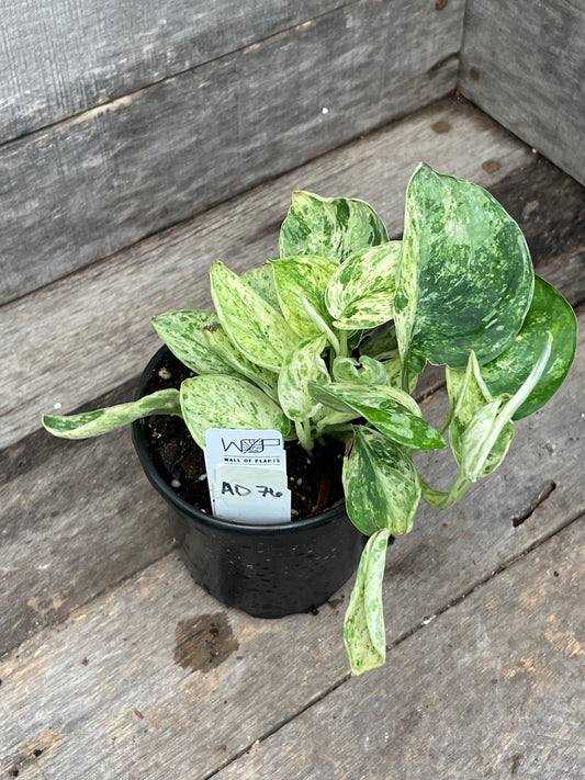Scindapsus Marble Queen AD76
