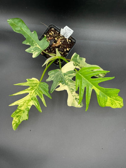 Philodendron  Florida Beauty x Tortum AA12
