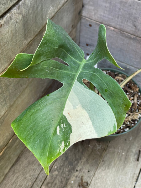 Monstera Albo Rooted Mid Cut - AD13