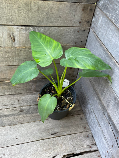 philodendron giganteum houseplant Philodendron Giganteum