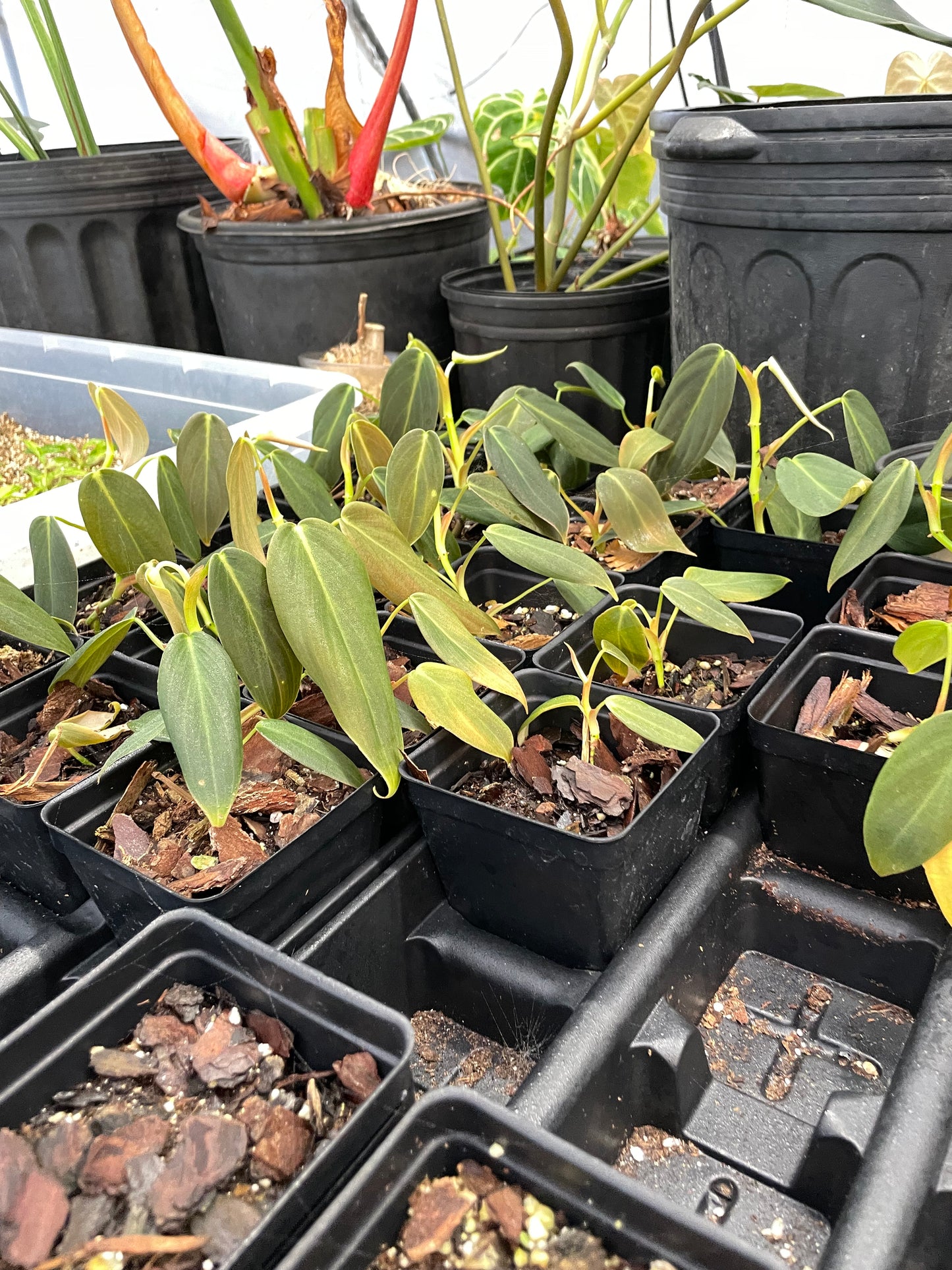 Philodendron Gigas