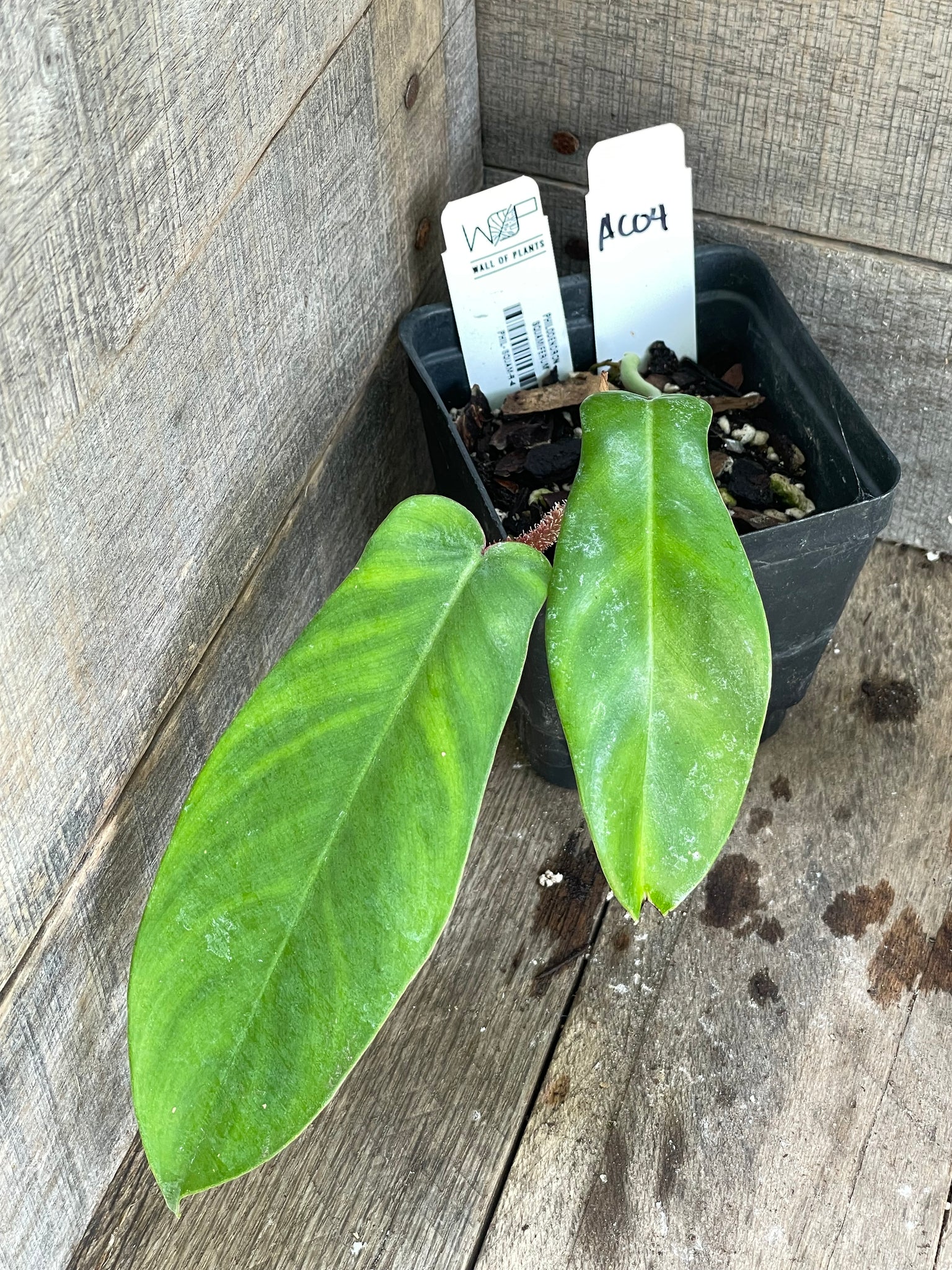 Philodendron Squamiferum