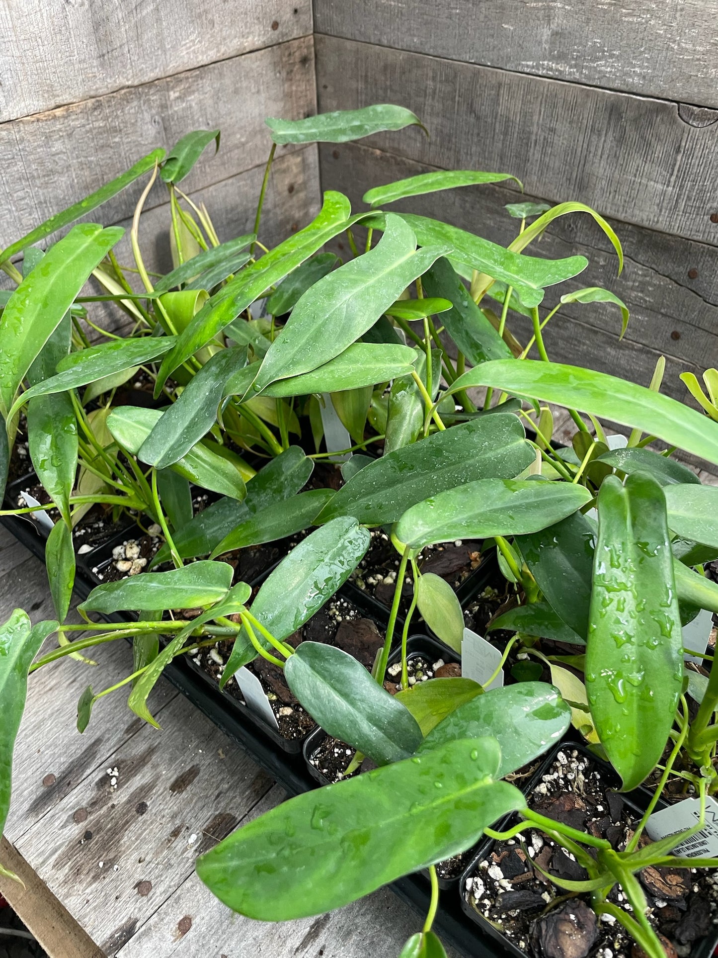 Custom Order- R. Heimiller Jr