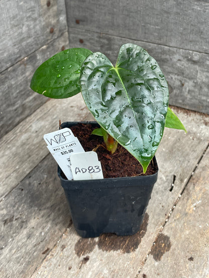 Anthurium ‘Black & Blue’