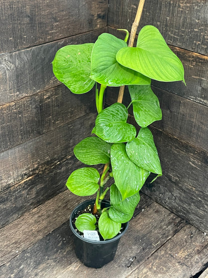Philodendron Peru