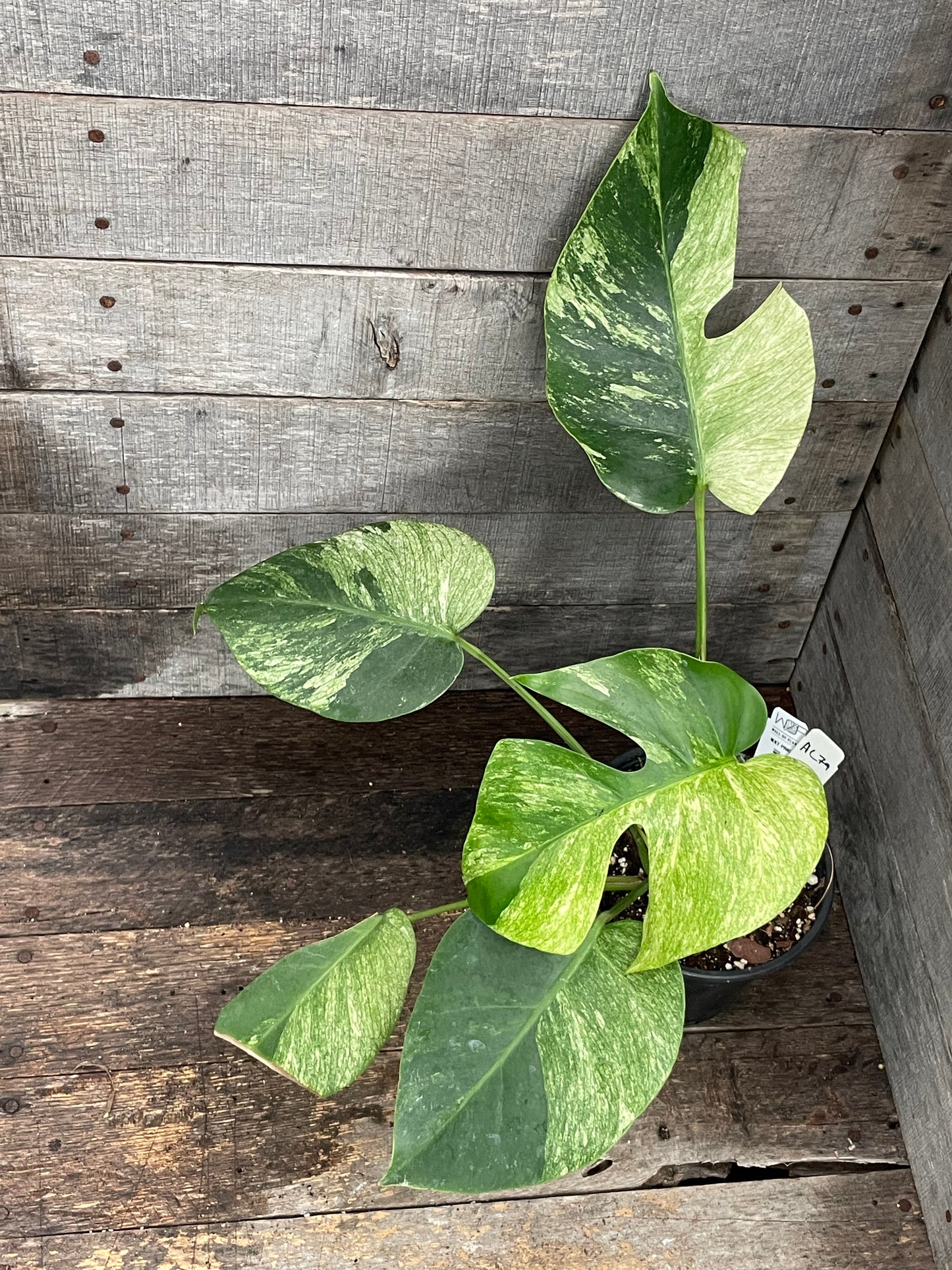 Monstera Deliciosa Mint Variegated AC79