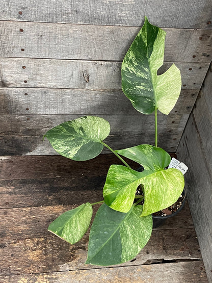 Monstera Deliciosa Mint Variegated AC79