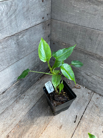 Philodendron Burle Marx