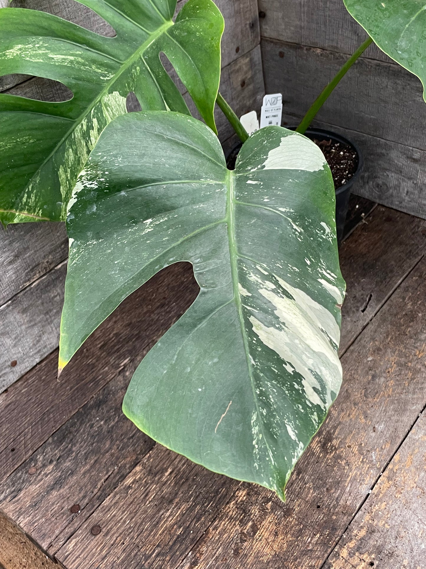 Monstera Deliciosa Mint Variegated AC09
