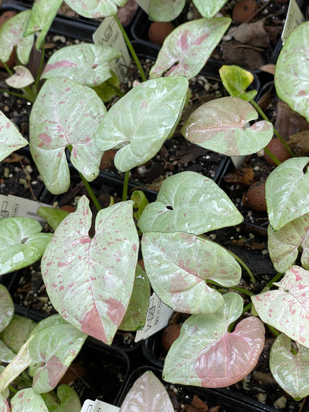 Syngonium Milk Confetti