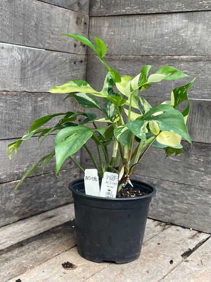 Raphidophora Tetrasperma Variegated AD08