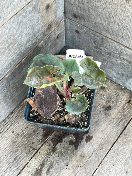 Syngonium Strawberry Ice