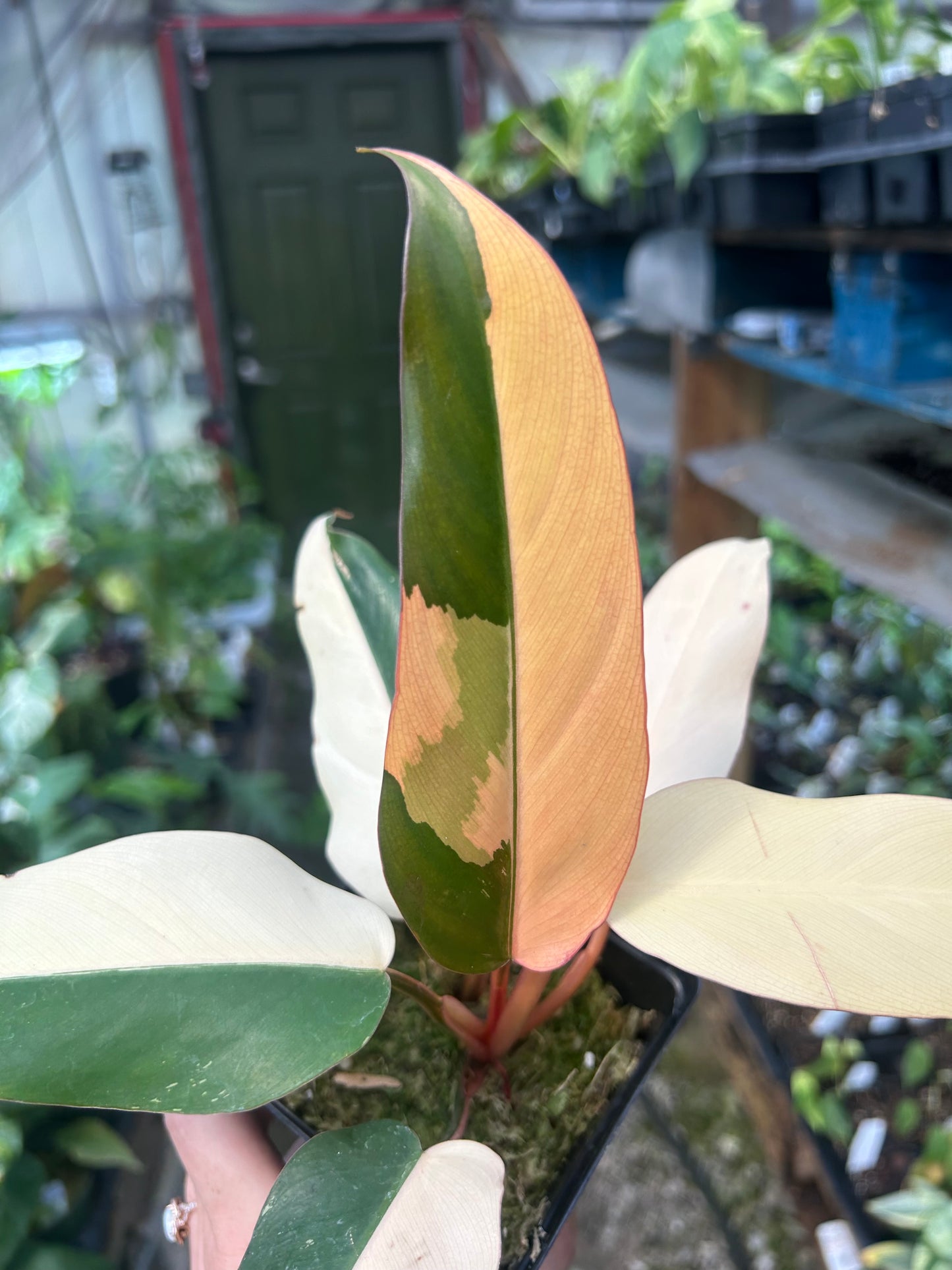 Philodendron Dark Lord Variegated