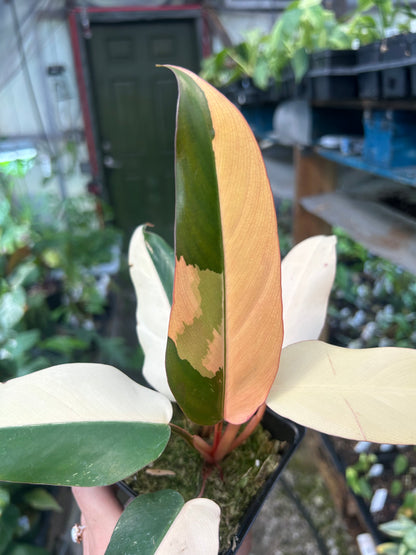 Philodendron Dark Lord Variegated