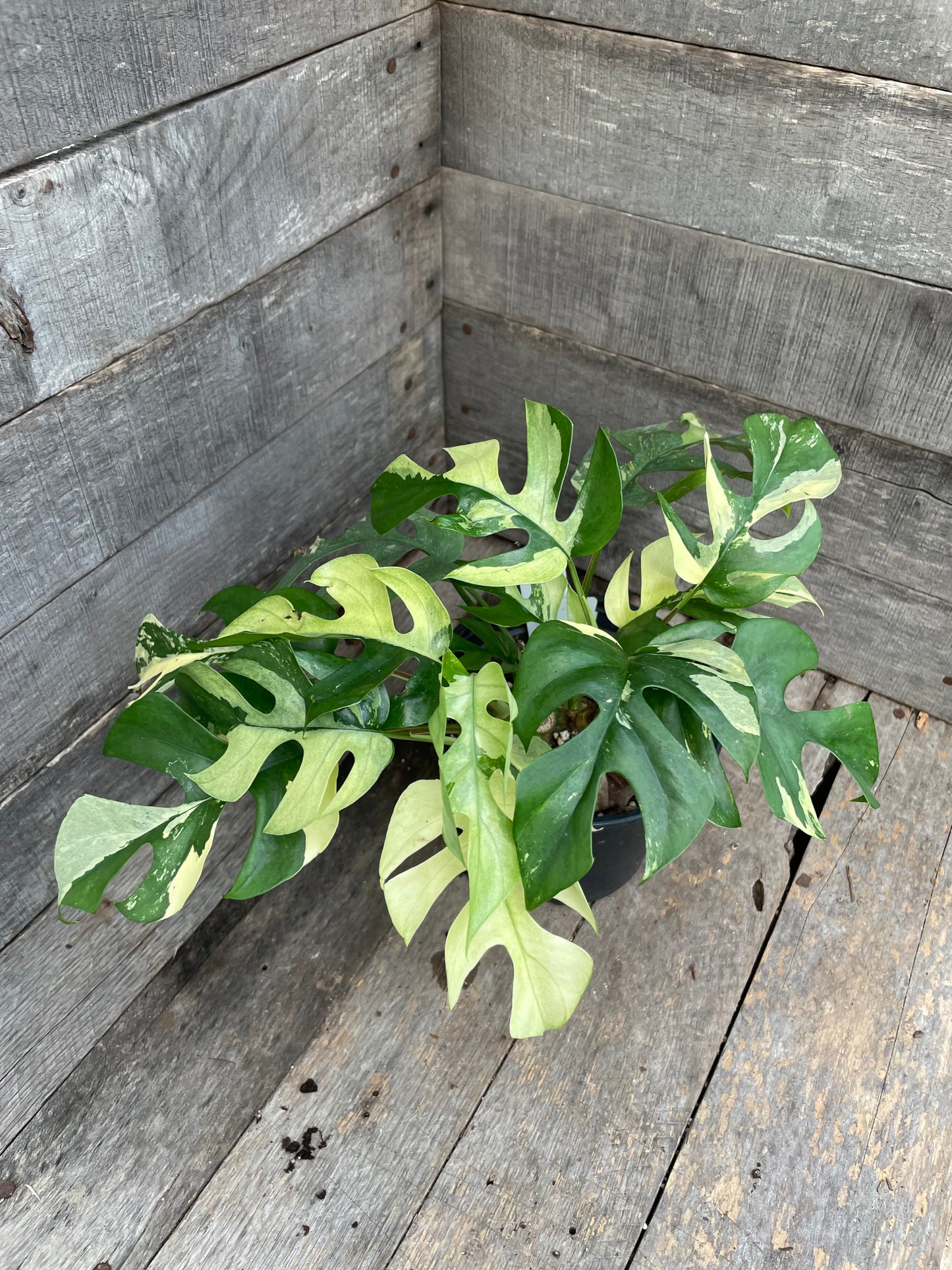 Raphidophora Tetrasperma Variegated AC13
