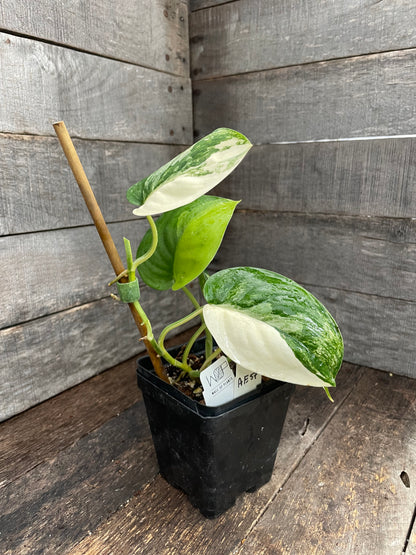 Scindapsus Jade Satin Variegated AE57