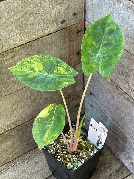 Alocasia Pink Dragon Aurea Variegated