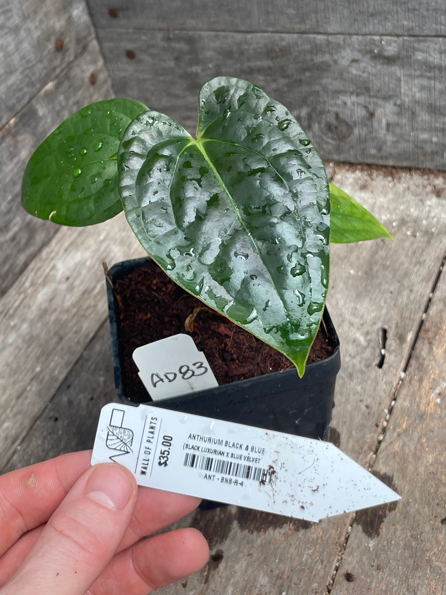 Anthurium ‘Black & Blue’