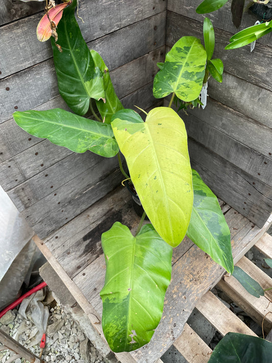 Philodendron Whipple Way AA11