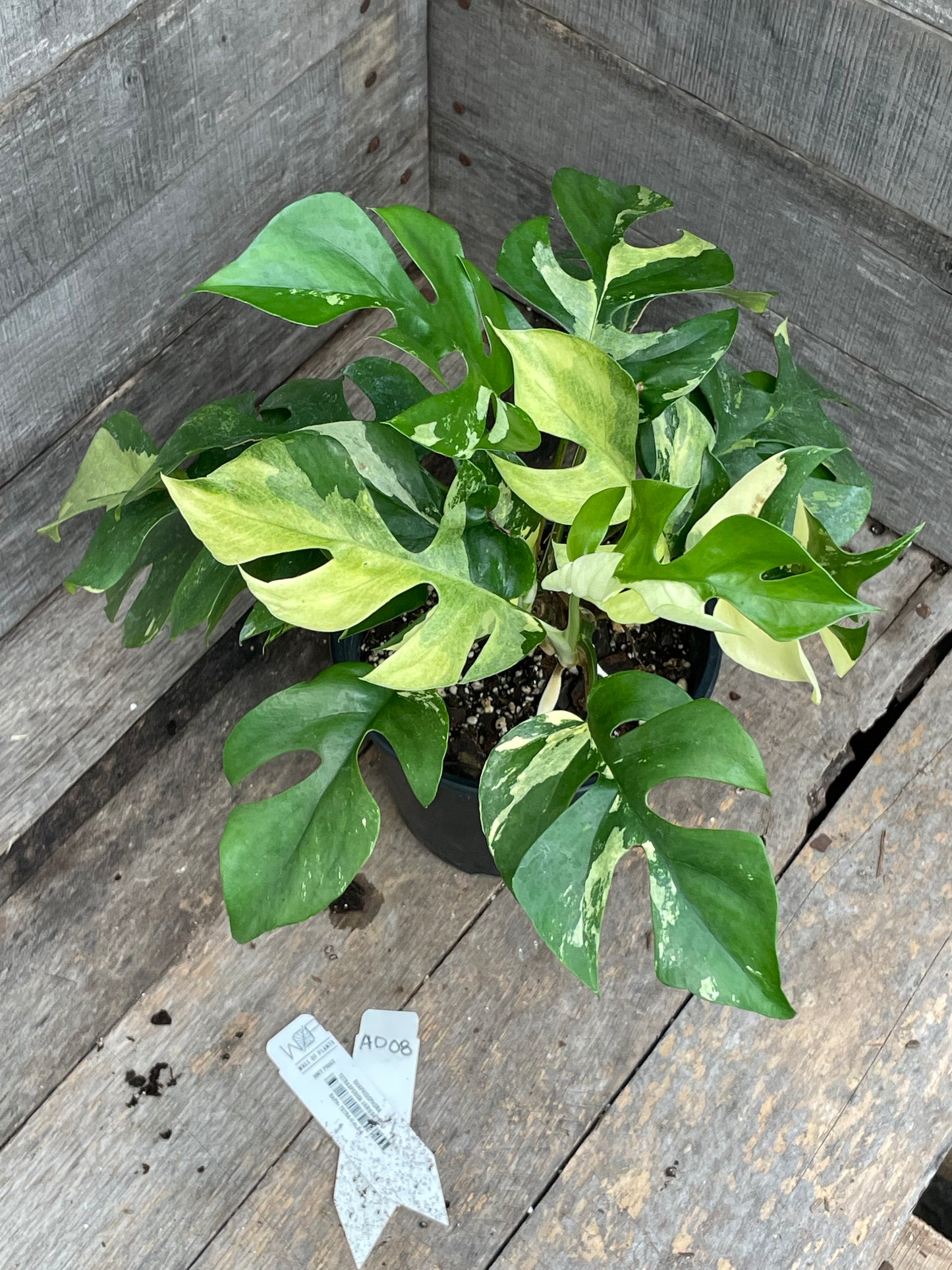 Raphidophora Tetrasperma Variegated AD08
