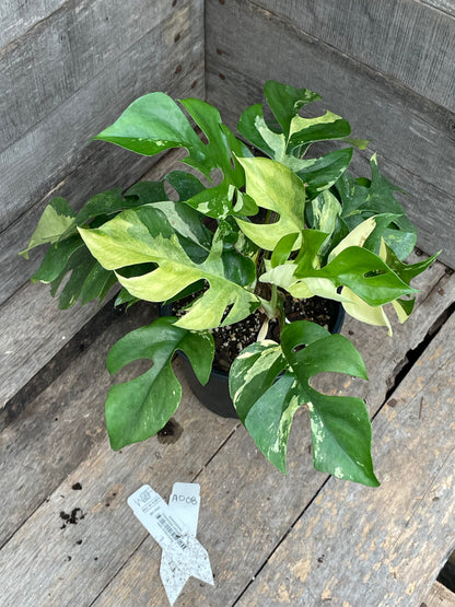 Raphidophora Tetrasperma Variegated AD08