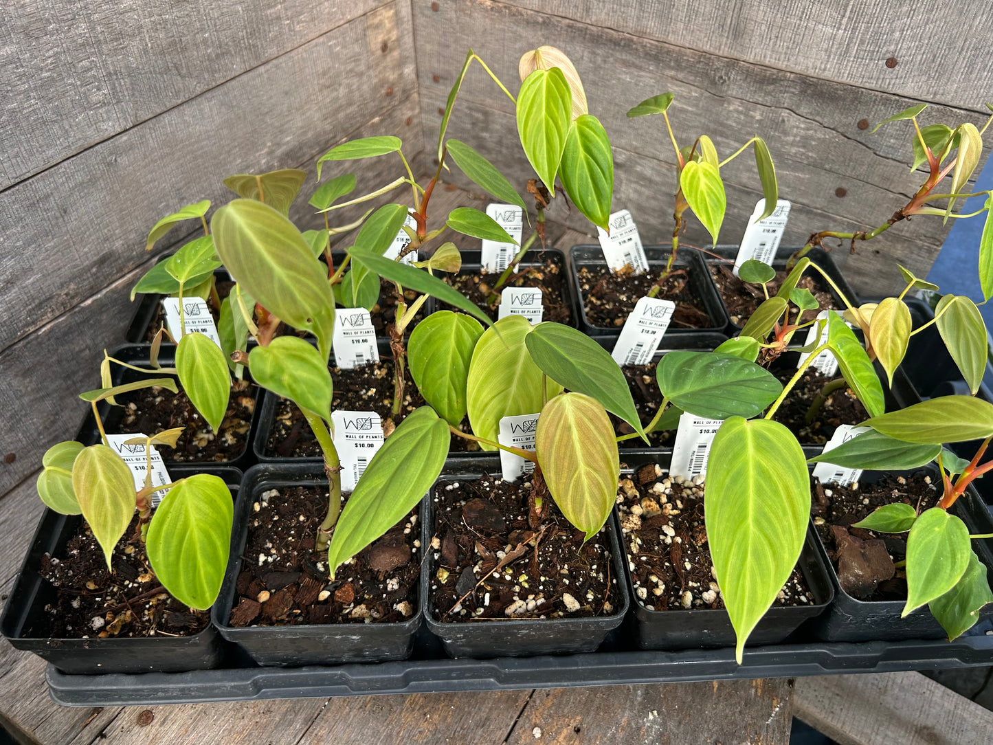 Philodendron Nangaritense ‘Fuzzy Petiole’