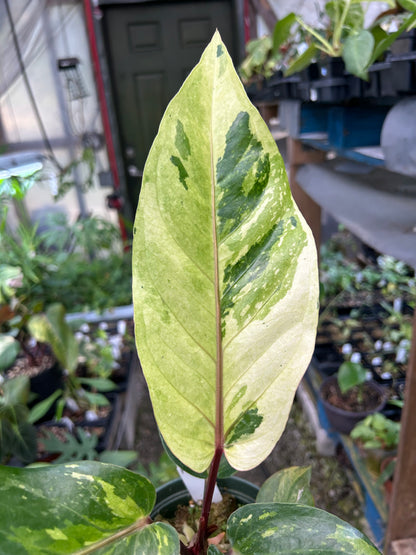 Anthurium Variegated No ID