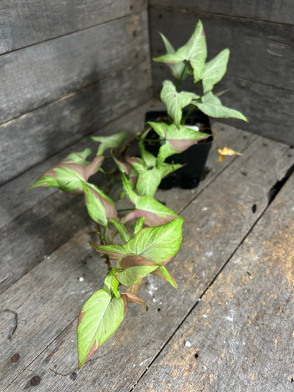 Custom Order- L. Melody