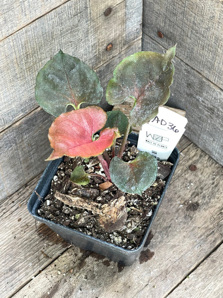 Syngonium Strawberry Ice