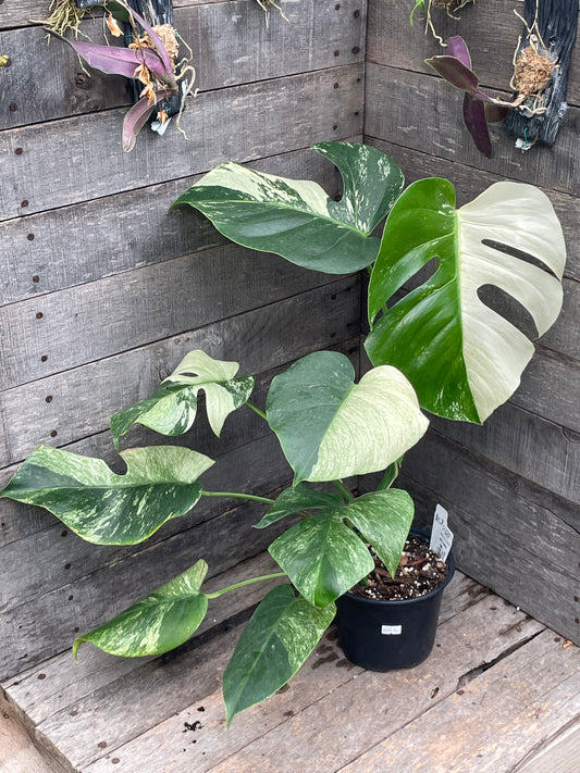 Monstera Deliciosa Mint Variegated AC79