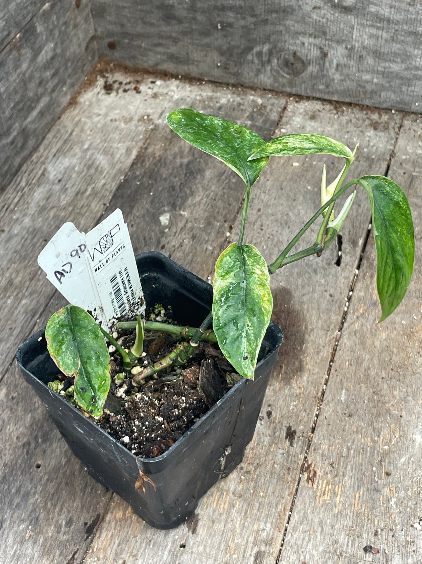 Epipremnum Hanoman Sp. ‘Bali’ AD90