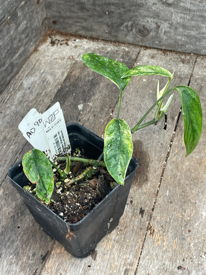 Epipremnum Hanoman Sp. ‘Bali’ AD90