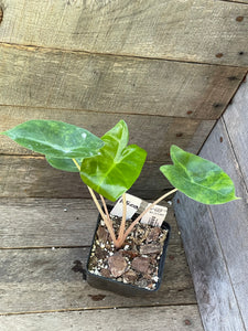 Alocasia Pink Dragon Aurea Variegated