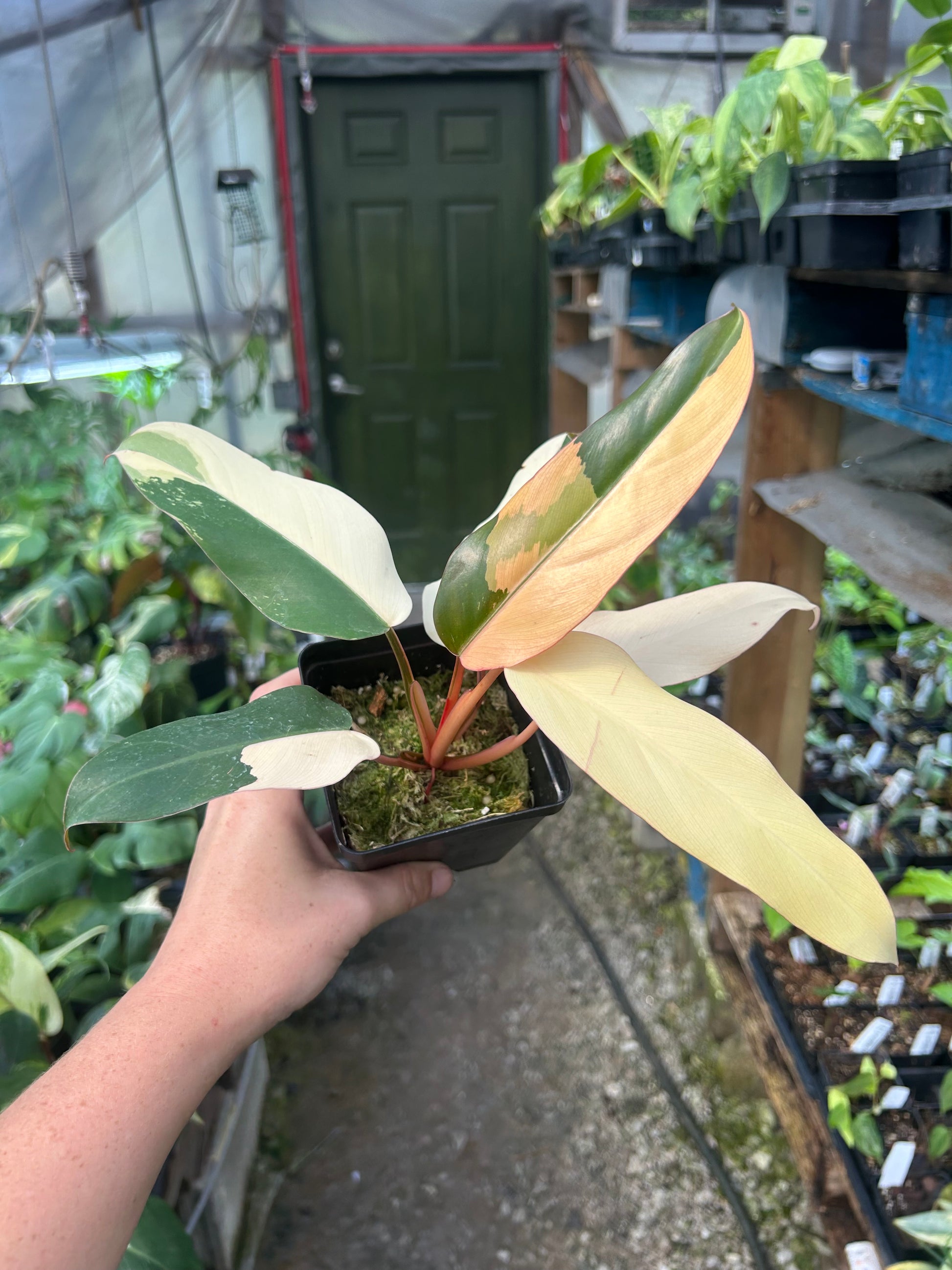 dark.lord philodendron Philodendron Dark Lord Variegated – Wall of Plants