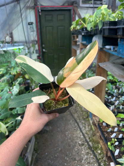 Philodendron Dark Lord Variegated