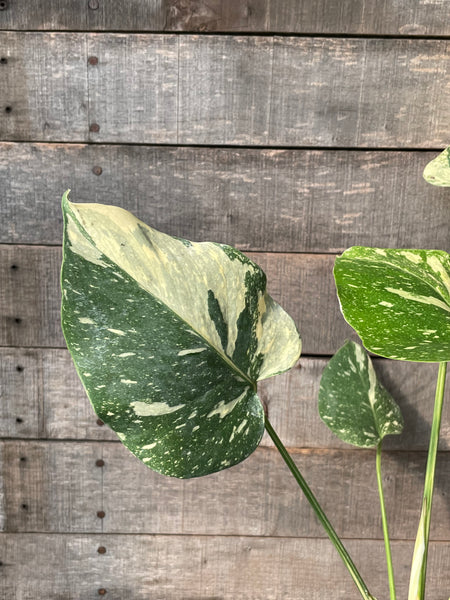 Monstera Thai Constellation 'Creme Brule'