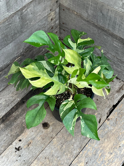Raphidophora Tetrasperma Variegated AD08