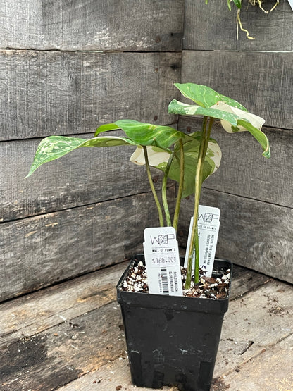 Philodendron Gloriosum Tricolor AA01