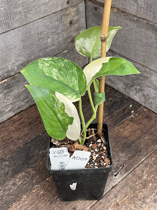 Scindapsus Jade Satin Variegated AD07