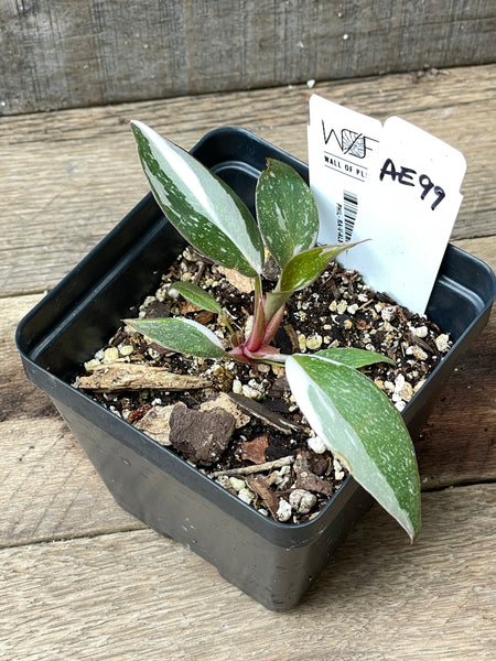 Philodendron Red Anderson