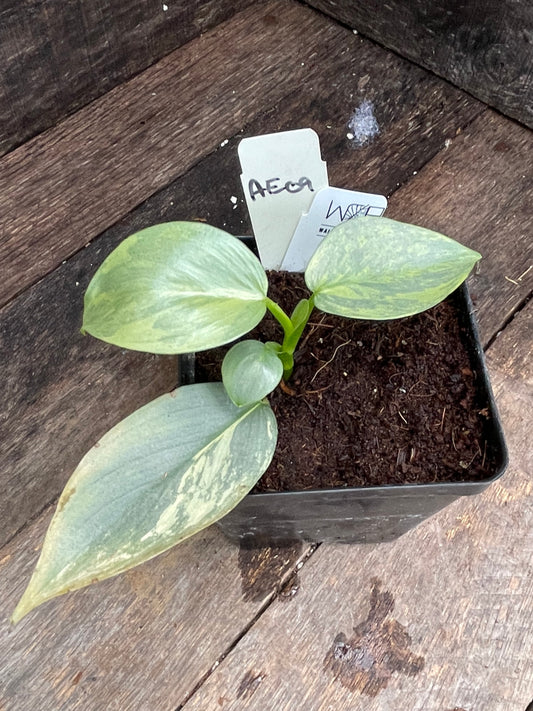 Philodendron Hastatum 'Silver Sword' Variegated AE09