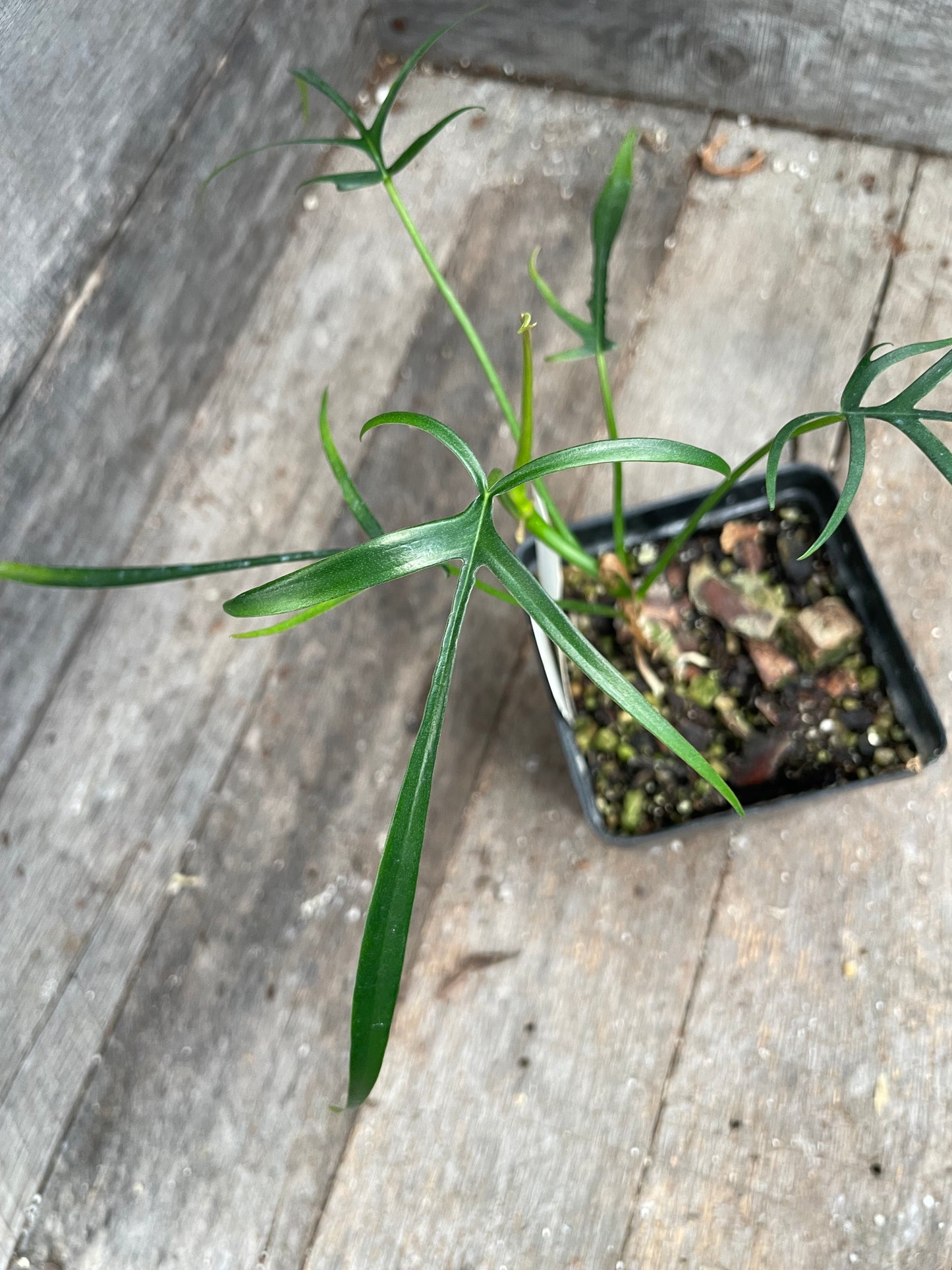 Philodendron Polypodioides AC49
