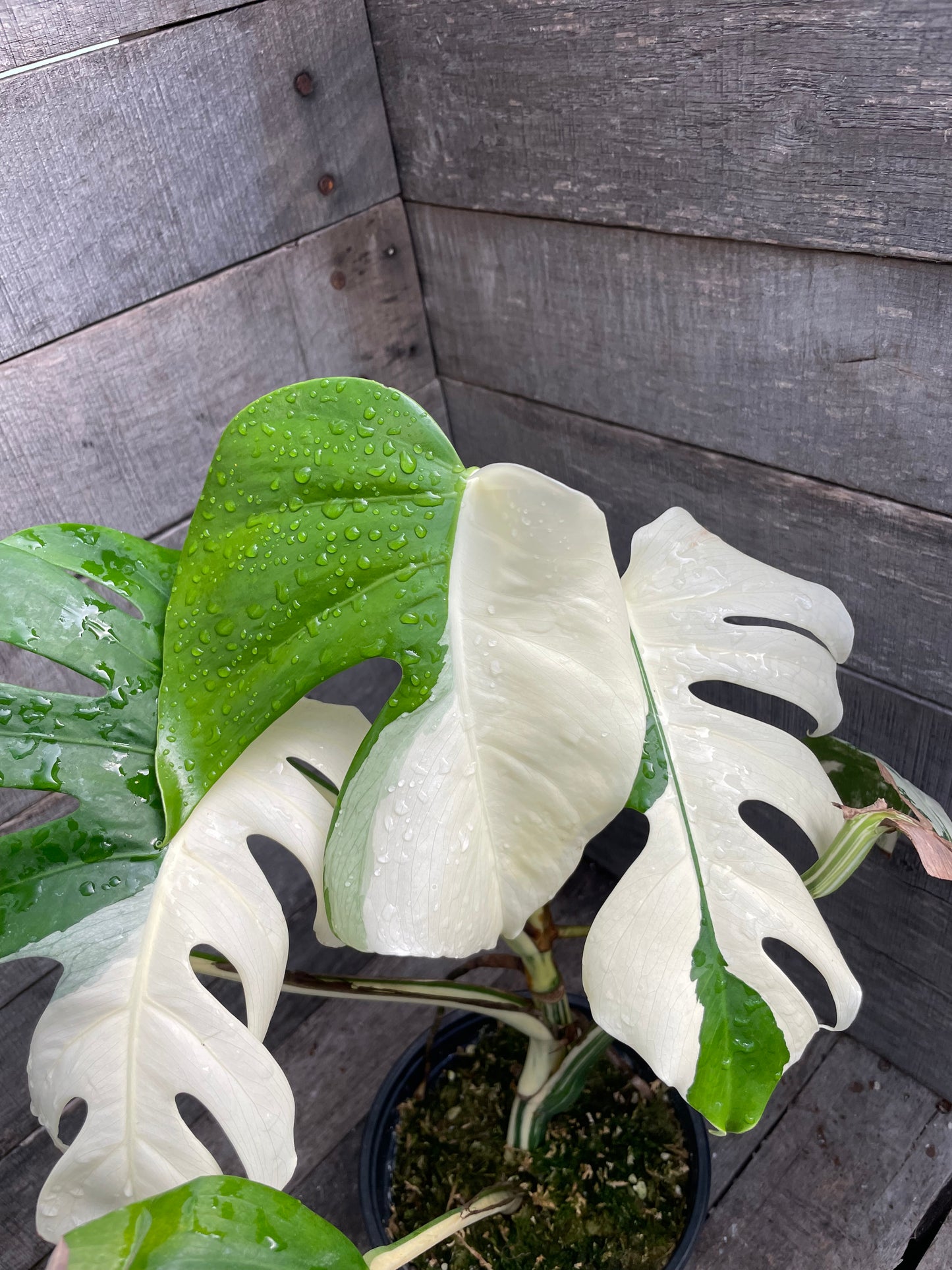 Monstera Albo AE69
