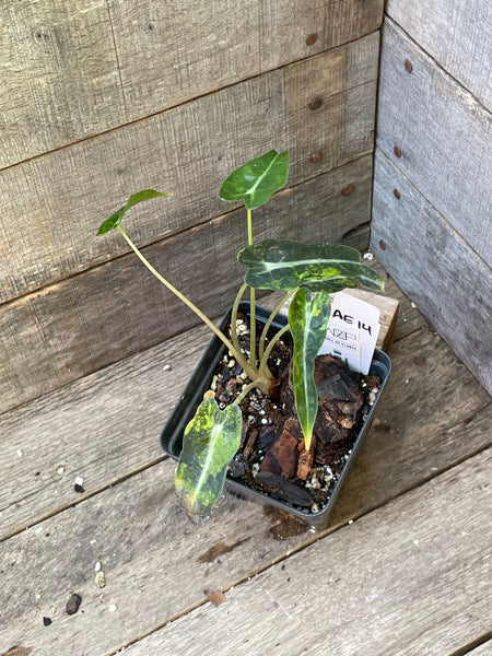 Alocasia Bambino Aurea Variegated