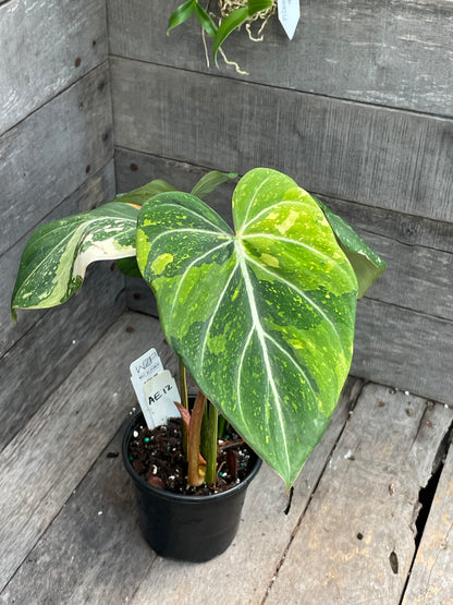 Philodendron Gloriosum Tricolor AE12