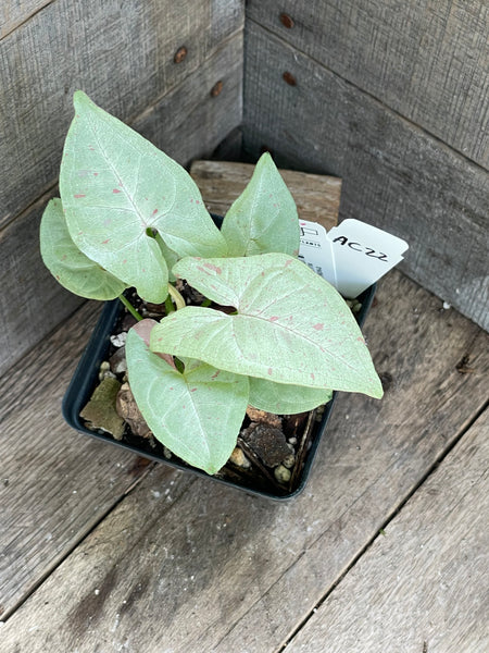 Syngonium Milk Confetti