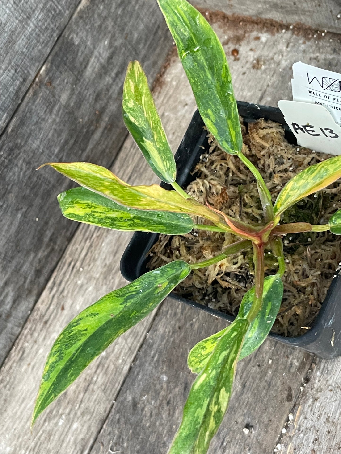 Philodendron ‘Fire Tiger’ Caramel Marble AE13