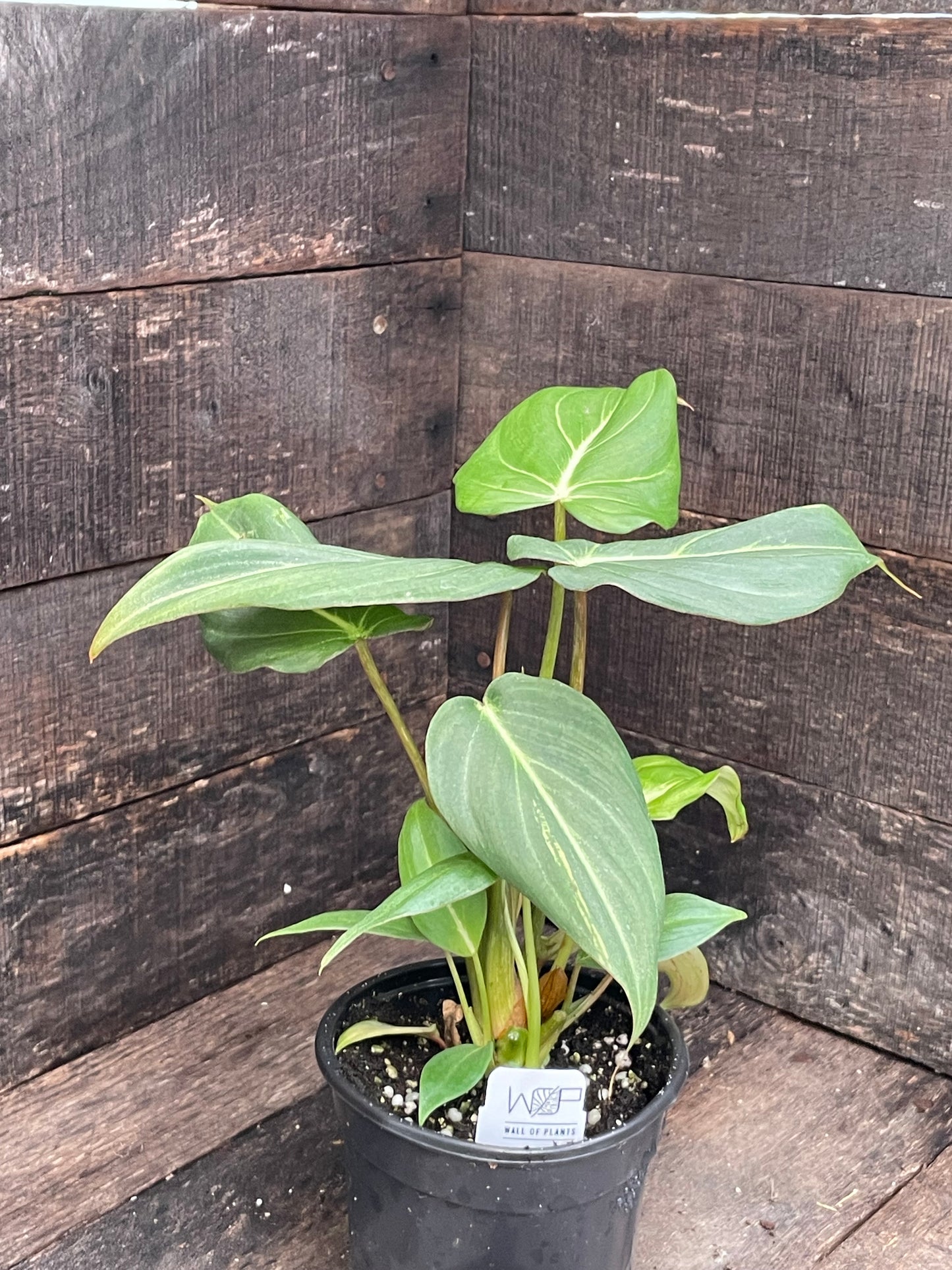 Philodendron Gloriosum