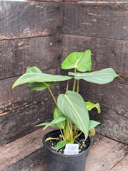 Philodendron Gloriosum