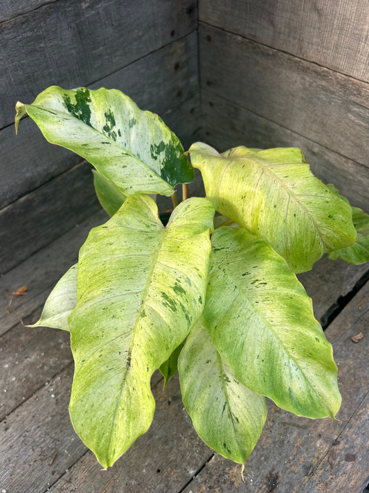 Philodendron Snow Drift